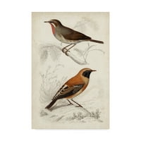 סימן מסחרי אמנות יפה 'ד'אורביני ציפורים vi' אמנות קנבס מאת M. Charles d'Orbigny