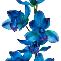 עמוד התווך בגזע סחלב כחול מלאכותי סחלב, גזע פרחים מקורה