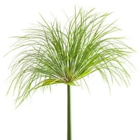 זוכים מוכחים - 1. חצי ליטר Cyperus Papyrus Prince Tut Grass - צמחים חיים חיצוניים שנתיים